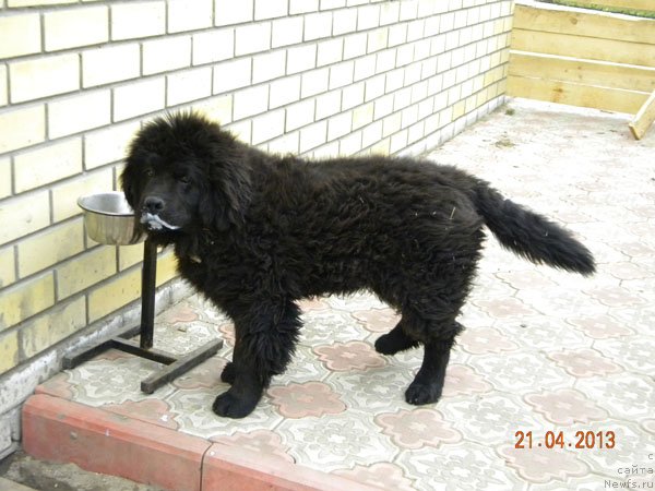 Фото: ньюфаундленд Чейзер Чейн Найт