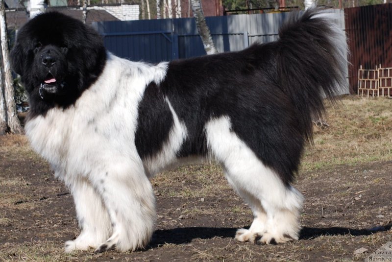 Фотография № 122724