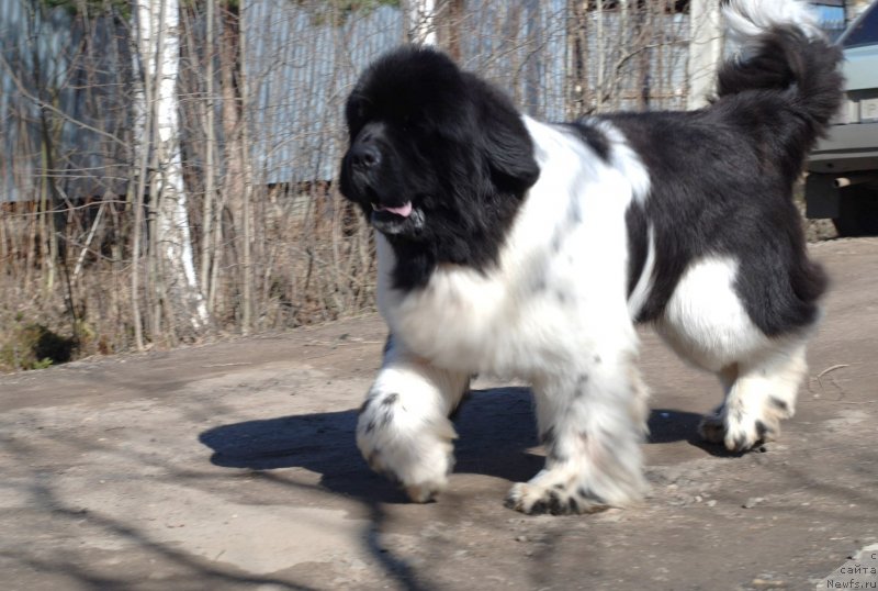 Фотография № 122726