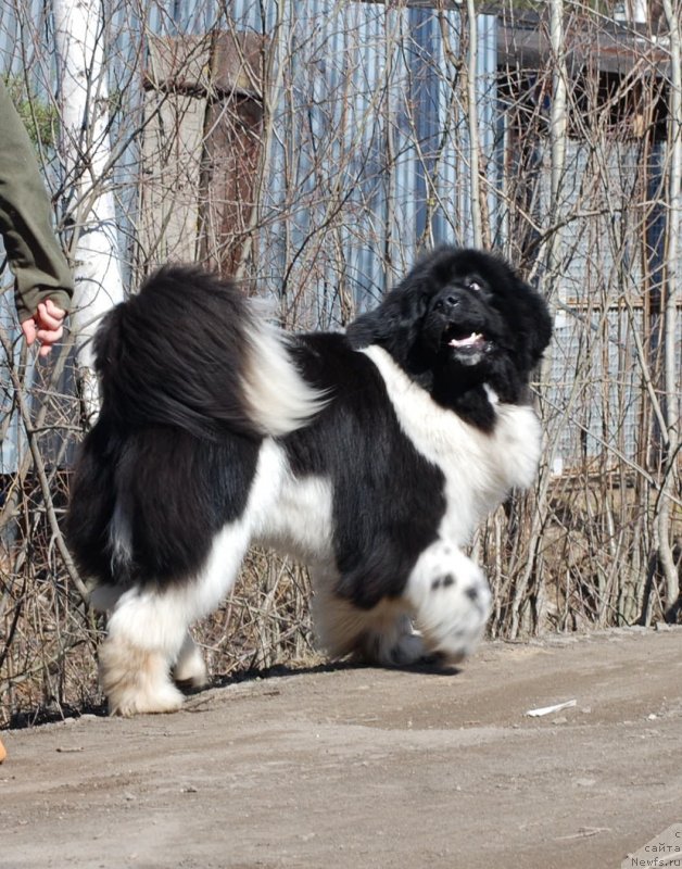 Фотография № 122729