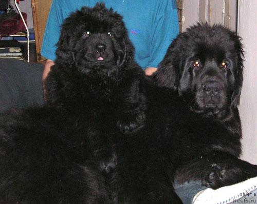 Фото: ньюфаундленд Аксесс Денайд Топ Сикрет, ньюфаундленд King of Helluland Dizzy Beauty