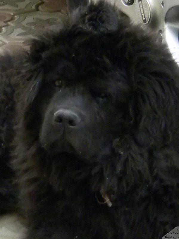 Фото: ньюфаундленд Чейзер Чейн Найт