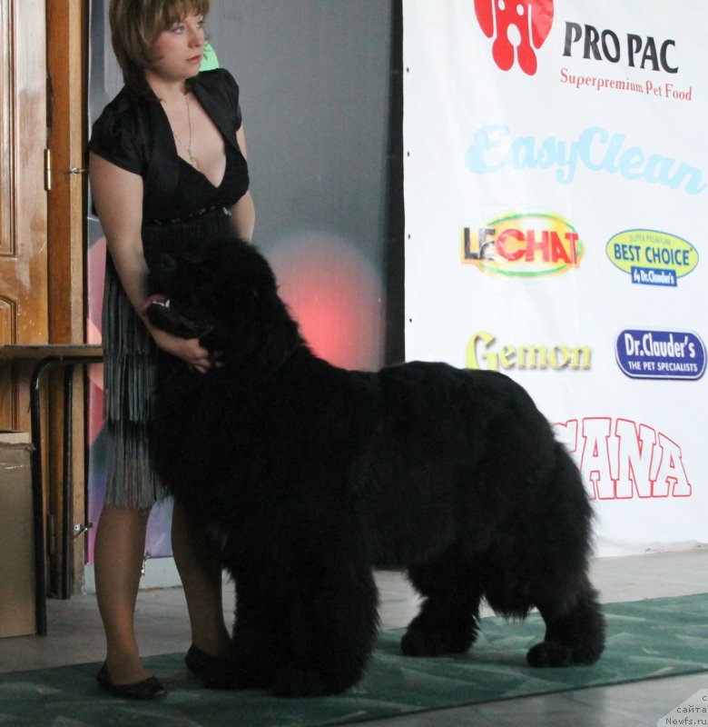 Фото: ньюфаундленд Супер Премиум Лиллихаммер (Super Premium Lillihamer)