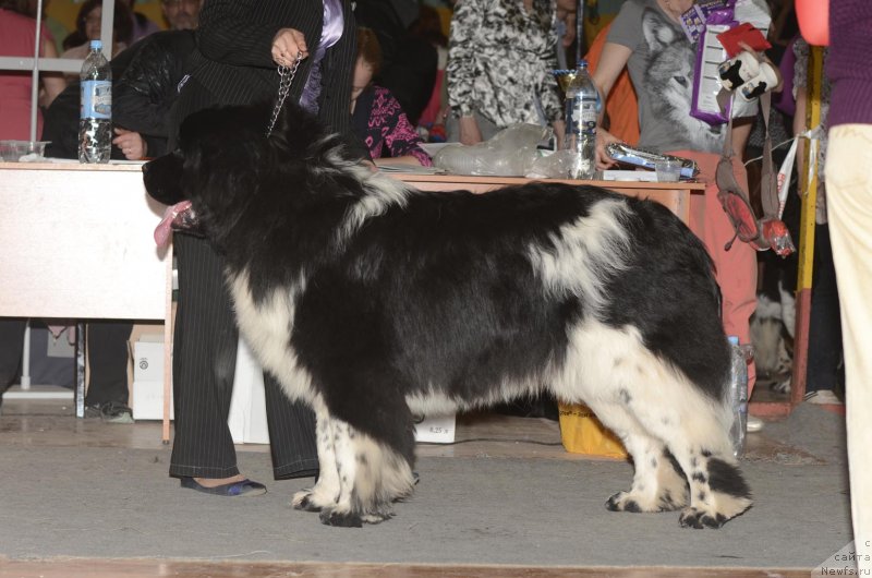 Фото: ньюфаундленд Плюшевая Панда Цаи Шен (Plushevaya Panda Cai Shen)