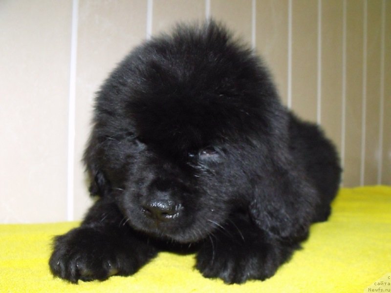 Фото: Лейден Ра-Гро, ньюфаундленд Гранд Бэби Ариадна