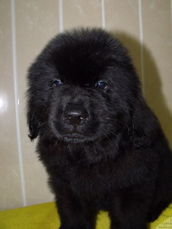 Фото: Лейден Ра-Гро, ньюфаундленд Гранд Бэби Ариадна