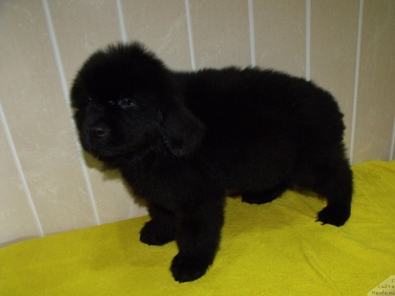 Фото: Лейден Ра-Гро, ньюфаундленд Гранд Бэби Ариадна