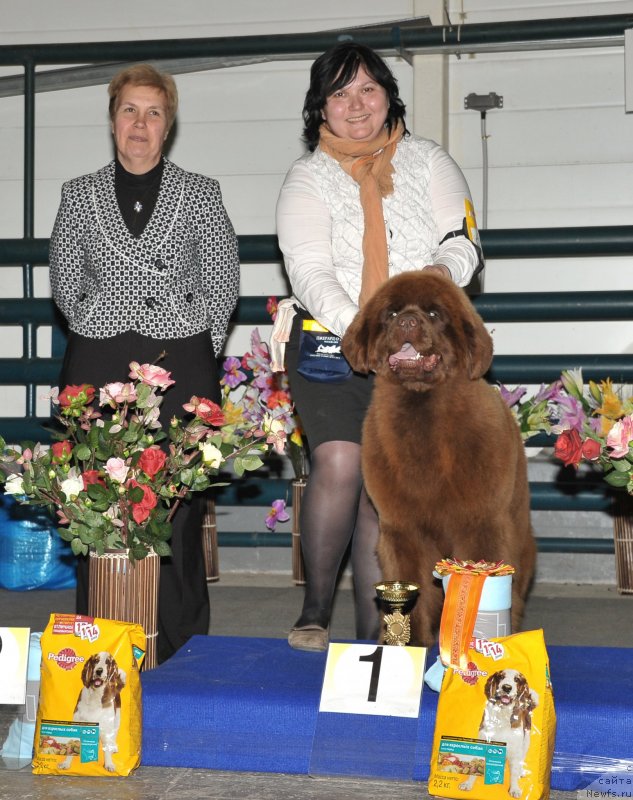 Фото: ньюфаундленд Хаппинесс Лонг-Аваитед с Берега Дона (Happyness Long-Awaited s Berega Dona), Варвара Рыбалова