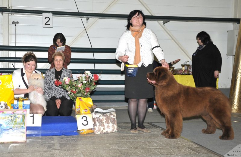 Фото: ньюфаундленд Хаппинесс Лонг-Аваитед с Берега Дона (Happyness Long-Awaited s Berega Dona), Варвара Рыбалова