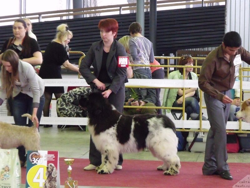 Фото: ньюфаундленд Искушение Моей Души (Iskushenie Moey Dushi), Мария Лапина