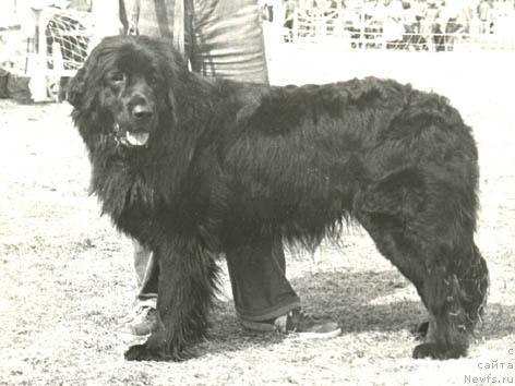 Фото: ньюфаундленд Тайди Фло