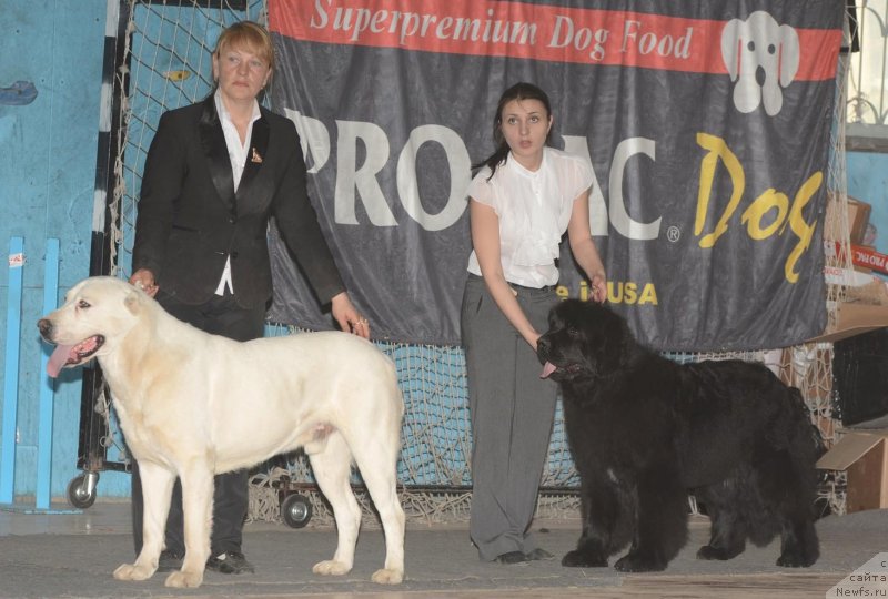 Фото: ньюфаундленд Акватория Келвин Фиона (Aquatoriya Kelvin Fiona)