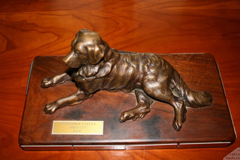 Фото: ньюфаундленд Black Clouds Criminal Minds at Stealbears