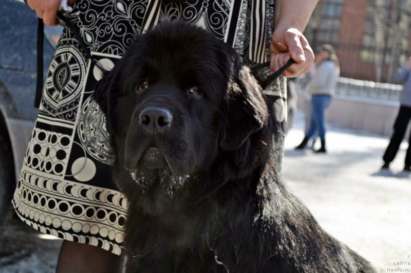 Фото: ньюфаундленд Элберет Звездная от Сибирского Медведя