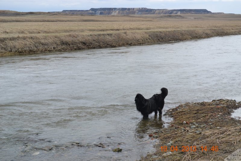Фото: ньюфаундленд Акватория Келвин Королева Марго