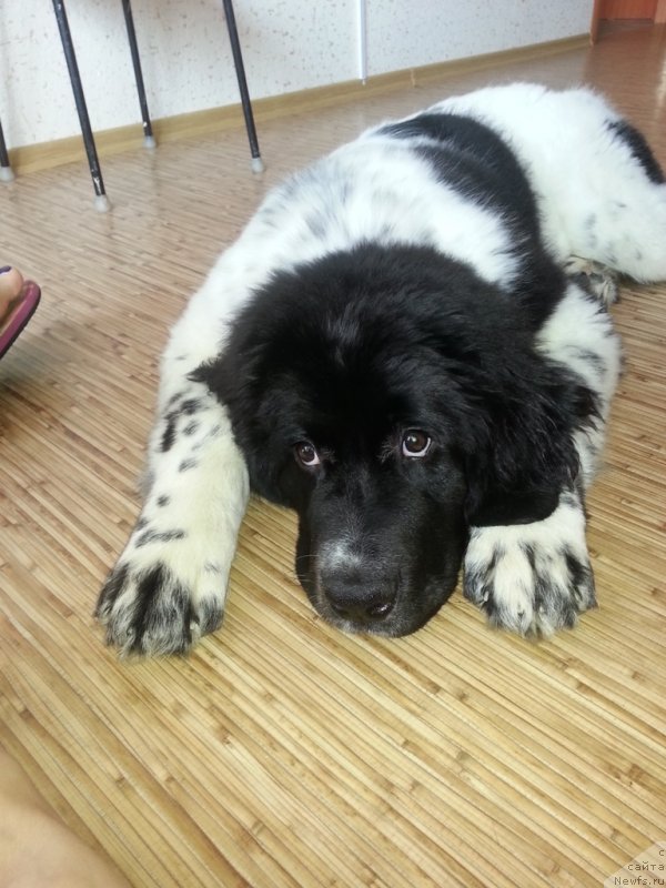 Фото: ньюфаундленд Сент Джонс Донна Саммер (Sent Djons Donna Summer)