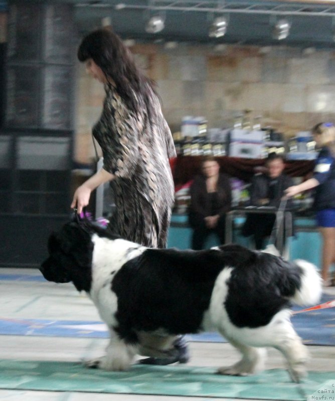 Фото: ньюфаундленд Фиаметтахауз Мартини Бьянка (Fiamettahauz Martini Bianka)