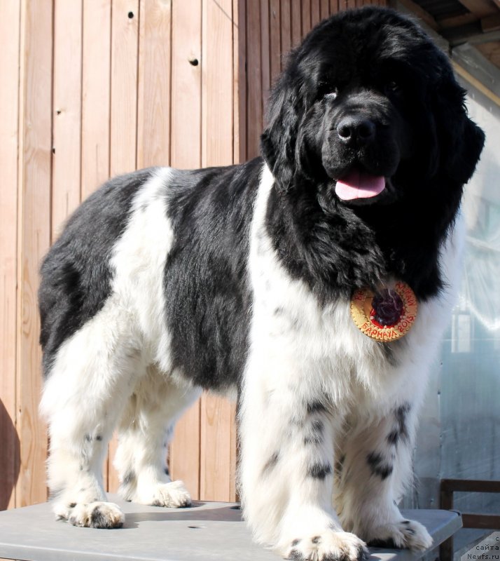 Фотография № 122832