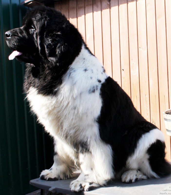 Фото: ньюфаундленд Фиаметтахауз Мартини Бьянка (Fiamettahauz Martini Bianka)