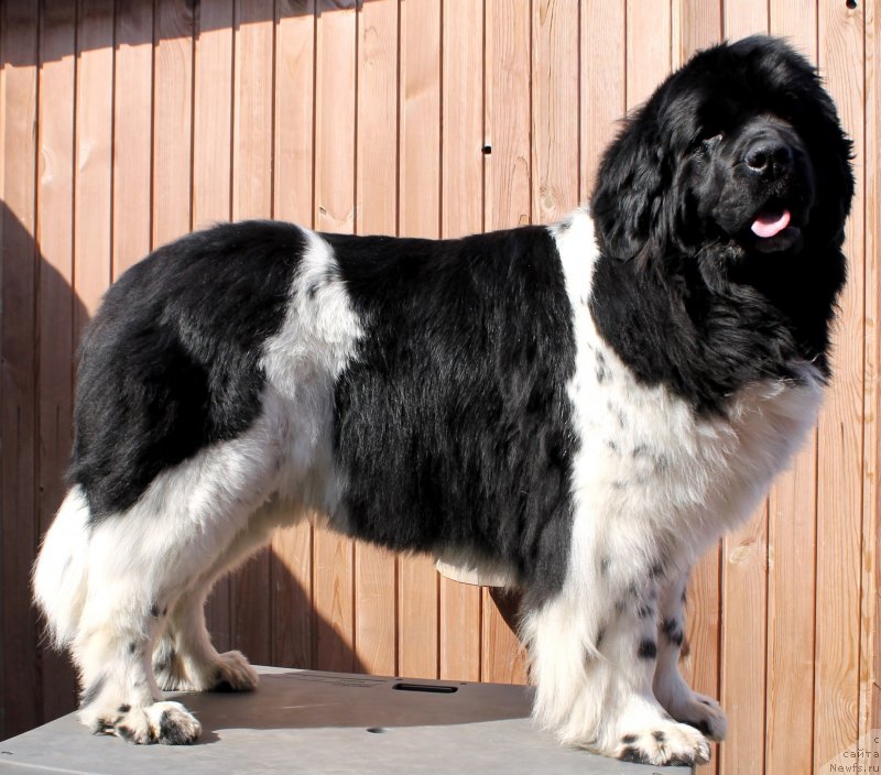 Фото: ньюфаундленд Фиаметтахауз Мартини Бьянка (Fiamettahauz Martini Bianka)