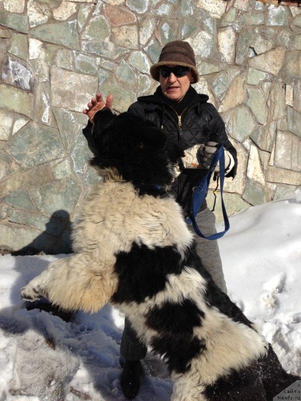 Фото: ньюфаундленд Фиаметтахауз Персей