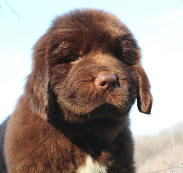 Фото: ньюфаундленд Акватория Келвин Щоколад