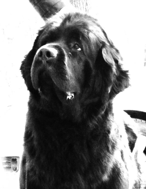 Фото: ньюфаундленд Потап Ярика (Potap Yarika)