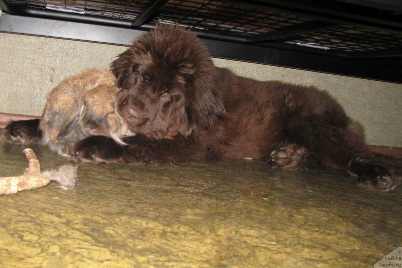 Фото: ньюфаундленд Ван Лен Тайм Чилеста