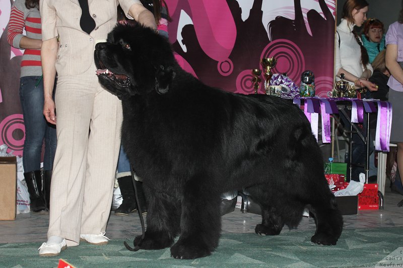 Фото: ньюфаундленд С'Нежная Вьюга Альянико Дель Вультуре (S'Nezhnaya Vjuga Alyaniko del Vulture)