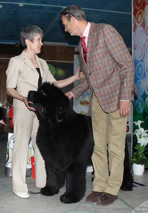 Фото: ньюфаундленд С'Нежная Вьюга Альянико Дель Вультуре (S'Nezhnaya Vjuga Alyaniko del Vulture)