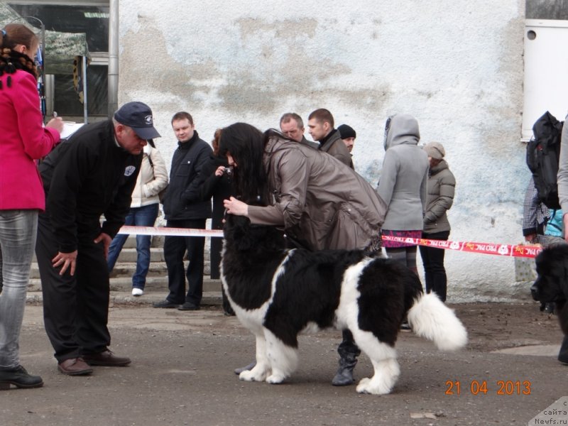 Фото: ньюфаундленд Фиаметтахауз Претти Дрим