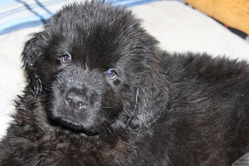 Фото: щенкам 2 месяца, ньюфаундленд Гранд Бэби Ариадна