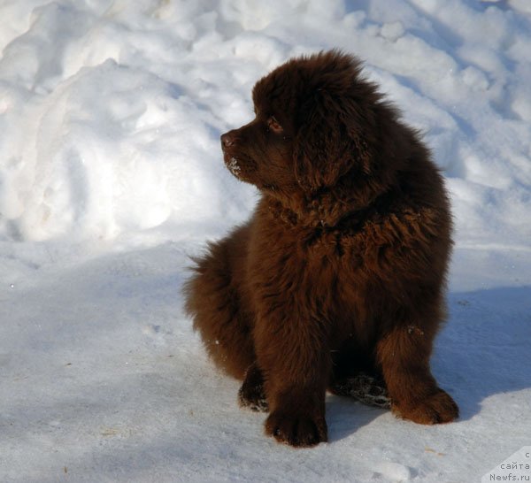 Фото: ньюфаундленд Чармер Денкам Бронз (Charmer Denkam Bronze)