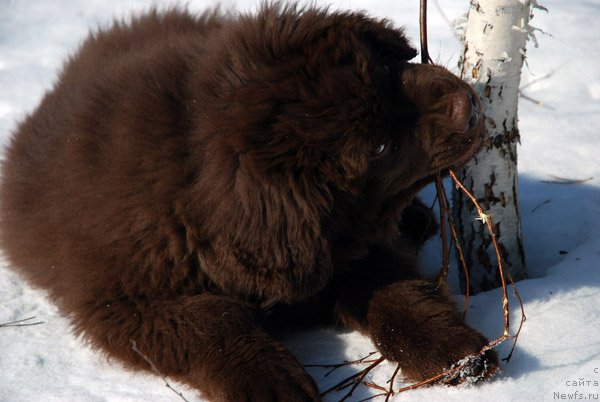 Фото: ньюфаундленд Чармер Денкам Бронз (Charmer Denkam Bronze)