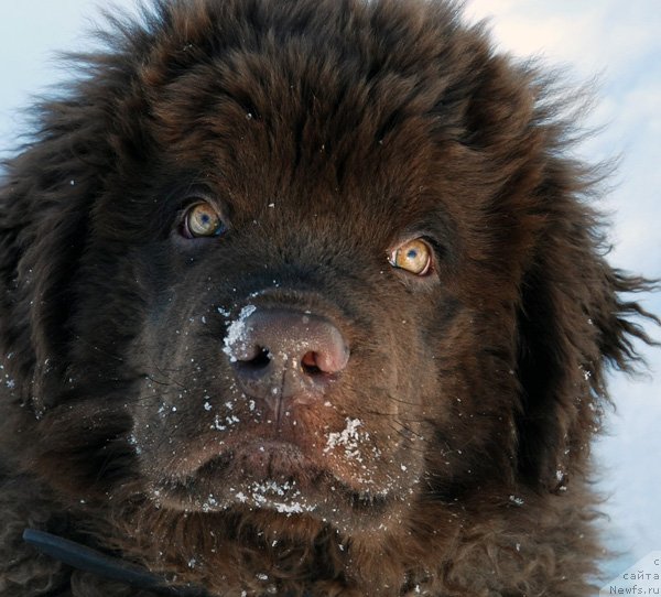 Фото: ньюфаундленд Чармер Денкам Бронз (Charmer Denkam Bronze)