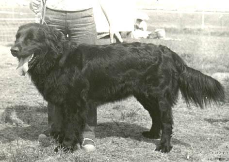 Фото: ньюфаундленд Топси Фло