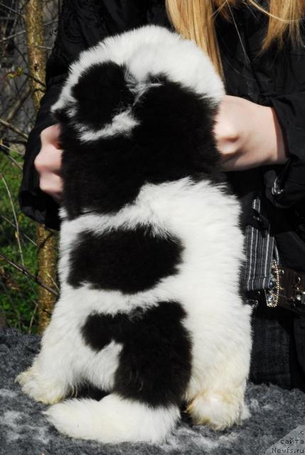 Фото: ньюфаундленд Сент Джонс Принцип Домино