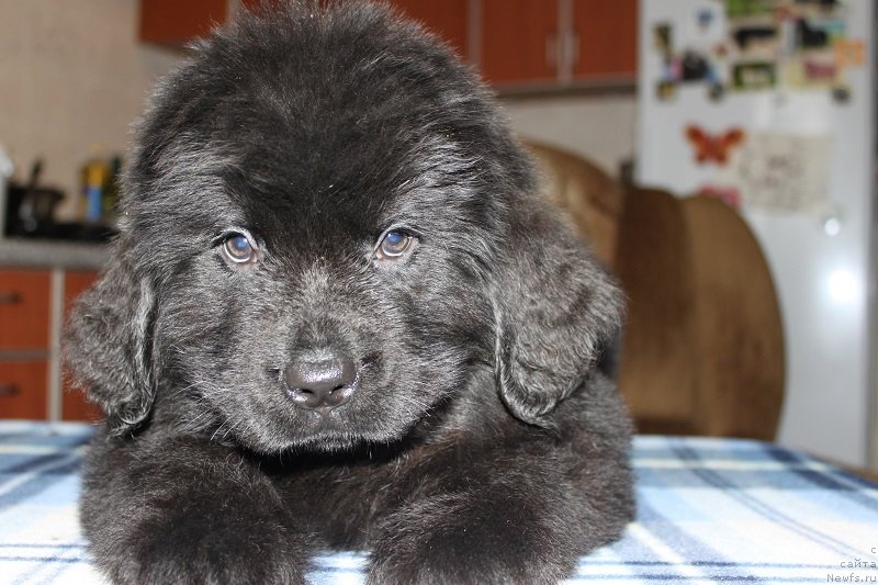 Фото: Ласковый И Нежный Бриз 2 месяца, ньюфаундленд Гранд Бэби Ариадна