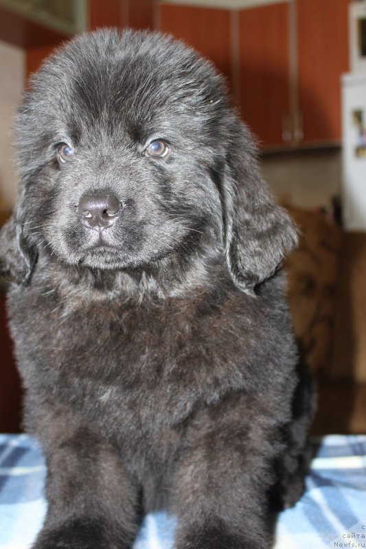 Фото: Ласковый И Нежный Бриз 2 месяца, ньюфаундленд Гранд Бэби Ариадна