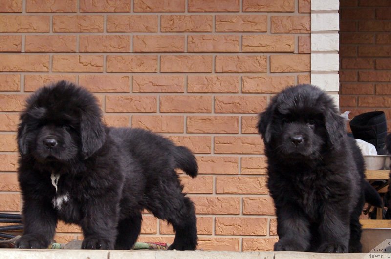 Фото: Бэлла Мосс Грегори и Бэлла Мосс Грейджи