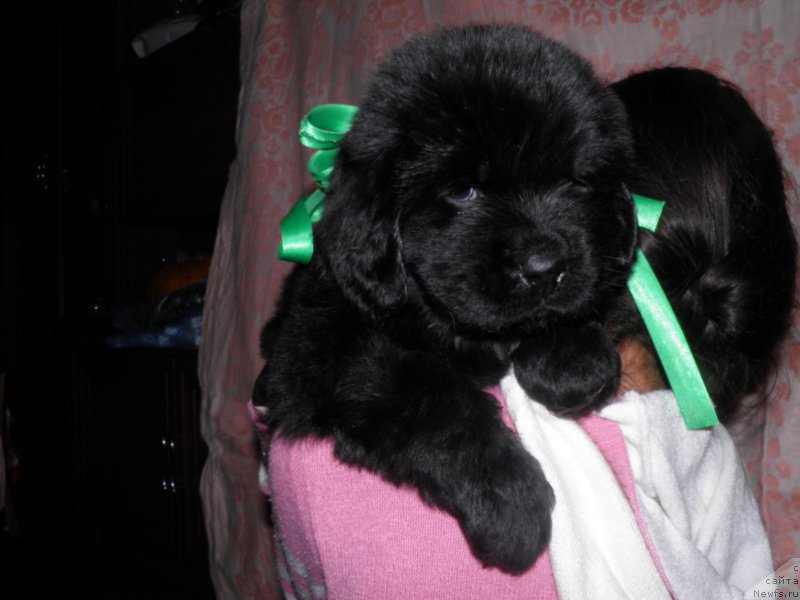 Фото: ньюфаундленд Илайджи Линкольн