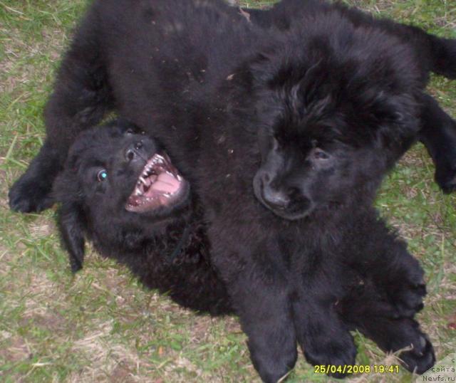 Фото: ньюфаундленд Касси Чаминг, ньюфаундленд Конни Флайфи