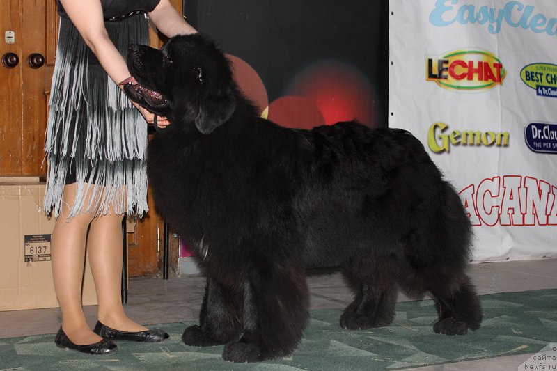 Фото: ньюфаундленд Супер Премиум Лиллихаммер (Super Premium Lillihamer)