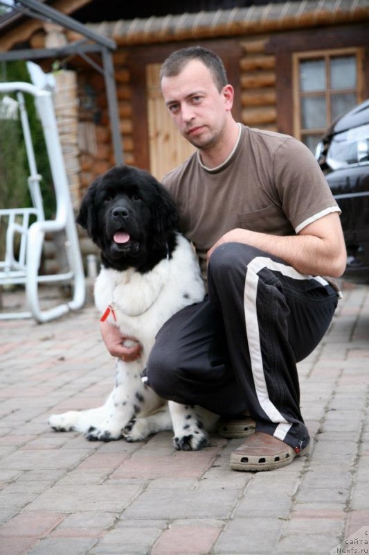 Фото: ньюфаундленд Степная Пальмира Ексклюзиве фор Латвия (Stepnaya Palmira Eksklusive For Latvia)