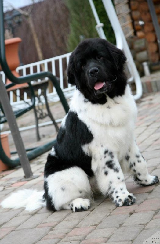 Фото: ньюфаундленд Степная Пальмира Ексклюзиве фор Латвия (Stepnaya Palmira Eksklusive For Latvia)