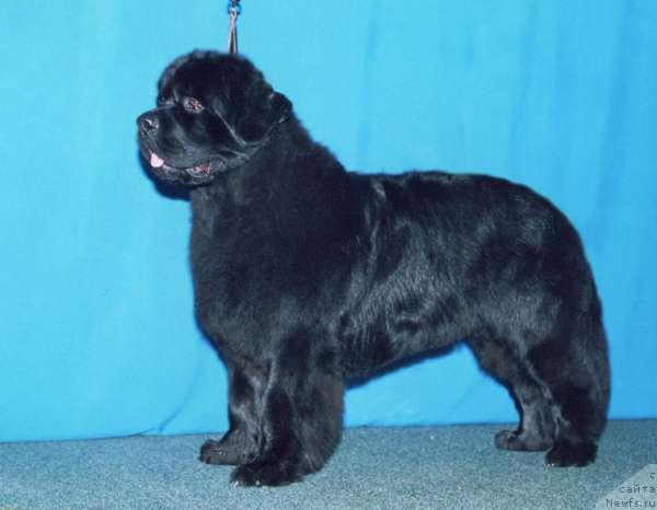 Фото: ньюфаундленд Царевич Славный из Медвежьего Яра (Tsarevich Slavny iz Medvejyego Yara)