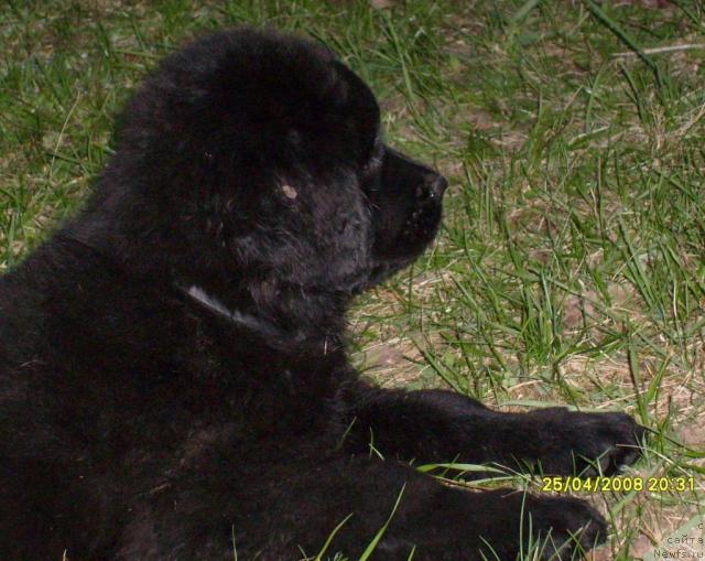 Фото: ньюфаундленд Касси Чаминг