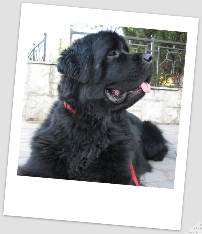 Фото: ньюфаундленд Загадка Доминика Кара Дениз (Zagadka Dominika Kara Deniz)