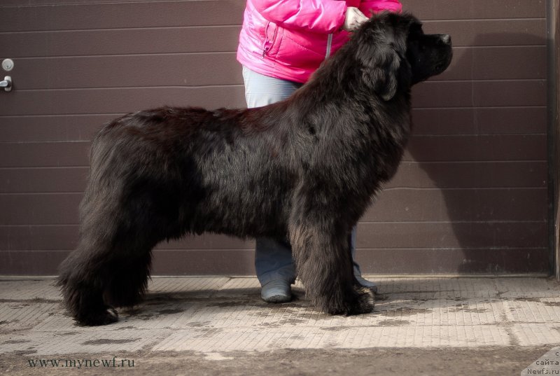 Фото: ньюфаундленд King of Helluland Over Ruled