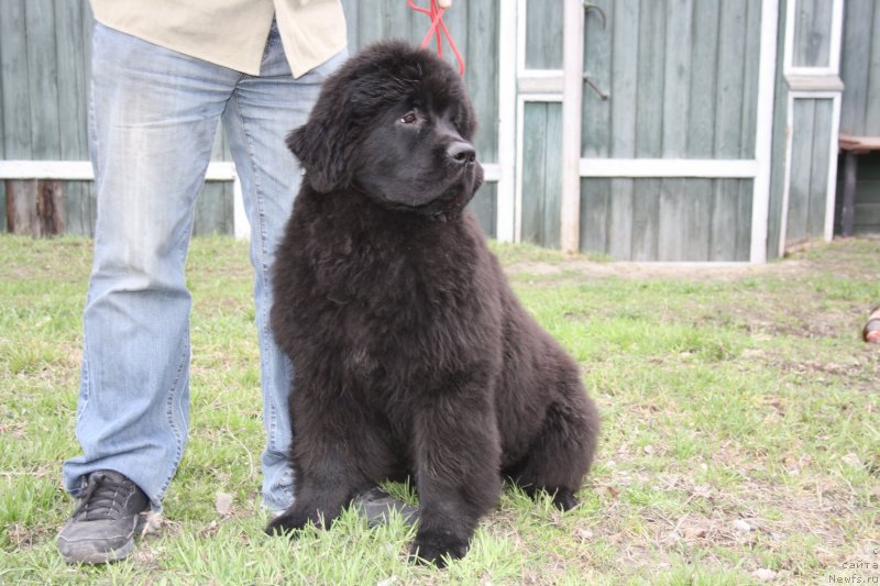 Фото: ньюфаундленд Дак Прайд Валентино (Dark Pride Valentino)